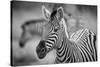 A Herd of Zebra Grazing in the Early Morning in Etosha, Namibia-Udo Kieslich-Stretched Canvas