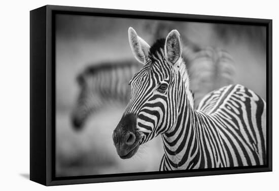 A Herd of Zebra Grazing in the Early Morning in Etosha, Namibia-Udo Kieslich-Framed Stretched Canvas