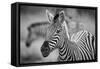 A Herd of Zebra Grazing in the Early Morning in Etosha, Namibia-Udo Kieslich-Framed Stretched Canvas