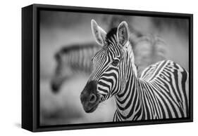 A Herd of Zebra Grazing in the Early Morning in Etosha, Namibia-Udo Kieslich-Framed Stretched Canvas