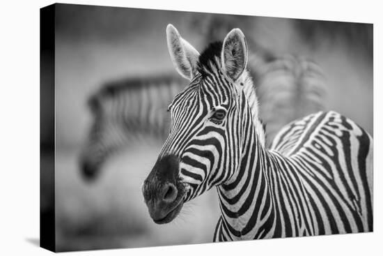 A Herd of Zebra Grazing in the Early Morning in Etosha, Namibia-Udo Kieslich-Stretched Canvas