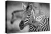 A Herd of Zebra Grazing in the Early Morning in Etosha, Namibia-Udo Kieslich-Stretched Canvas