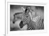 A Herd of Zebra Grazing in the Early Morning in Etosha, Namibia-Udo Kieslich-Framed Photographic Print