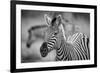 A Herd of Zebra Grazing in the Early Morning in Etosha, Namibia-Udo Kieslich-Framed Photographic Print