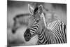 A Herd of Zebra Grazing in the Early Morning in Etosha, Namibia-Udo Kieslich-Mounted Photographic Print