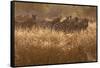 A Herd Of Zebra Stand In The Tall Grass In The Early Morning Sunshine-Karine Aigner-Framed Stretched Canvas