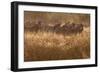 A Herd Of Zebra Stand In The Tall Grass In The Early Morning Sunshine-Karine Aigner-Framed Photographic Print