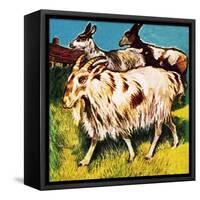 A Herd or Tribe of Goats-English School-Framed Stretched Canvas