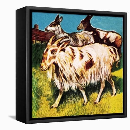 A Herd or Tribe of Goats-English School-Framed Stretched Canvas