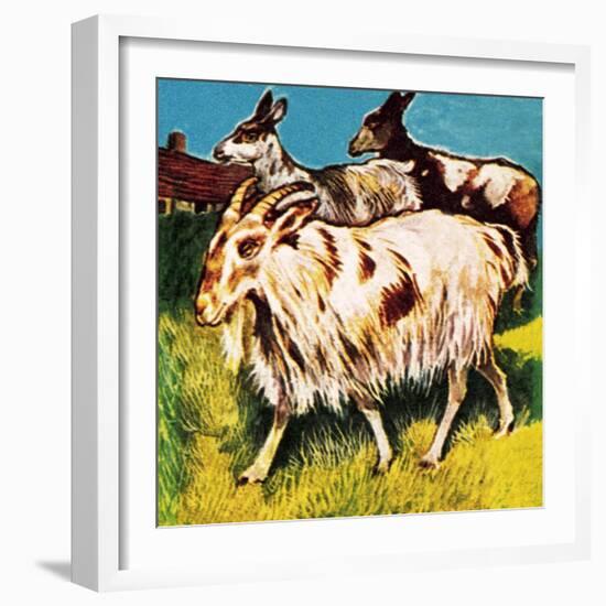 A Herd or Tribe of Goats-English School-Framed Giclee Print