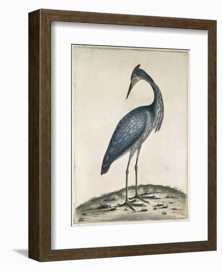 A Heron, 1789-William Hayes-Framed Giclee Print