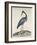 A Heron, 1789-William Hayes-Framed Giclee Print