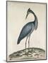 A Heron, 1789-William Hayes-Mounted Giclee Print