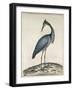 A Heron, 1789-William Hayes-Framed Giclee Print