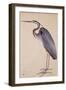 A Heron, C. 1820-null-Framed Giclee Print