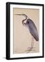 A Heron, C. 1820-null-Framed Giclee Print