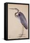 A Heron, C. 1820-null-Framed Stretched Canvas