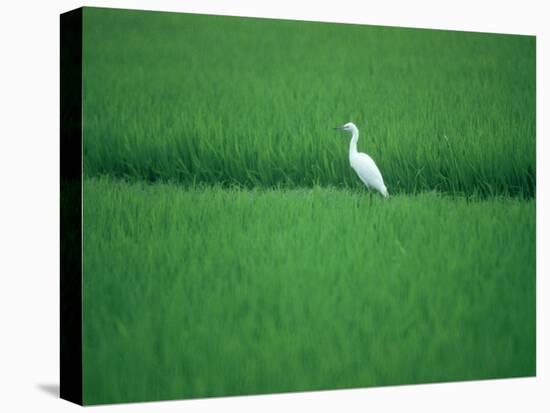 A Heron in a Rice Field, Ehime, Japan-null-Stretched Canvas