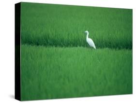 A Heron in a Rice Field, Ehime, Japan-null-Stretched Canvas