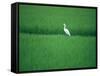 A Heron in a Rice Field, Ehime, Japan-null-Framed Stretched Canvas