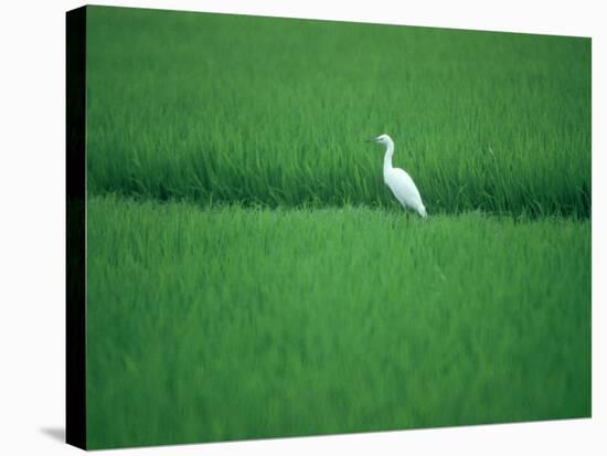 A Heron in a Rice Field, Ehime, Japan-null-Stretched Canvas