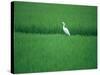 A Heron in a Rice Field, Ehime, Japan-null-Stretched Canvas
