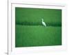 A Heron in a Rice Field, Ehime, Japan-null-Framed Photographic Print
