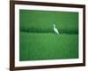 A Heron in a Rice Field, Ehime, Japan-null-Framed Photographic Print