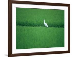 A Heron in a Rice Field, Ehime, Japan-null-Framed Photographic Print