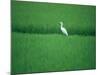 A Heron in a Rice Field, Ehime, Japan-null-Mounted Photographic Print