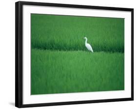 A Heron in a Rice Field, Ehime, Japan-null-Framed Photographic Print