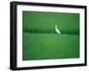 A Heron in a Rice Field, Ehime, Japan-null-Framed Photographic Print