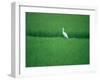 A Heron in a Rice Field, Ehime, Japan-null-Framed Photographic Print