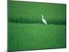 A Heron in a Rice Field, Ehime, Japan-null-Mounted Photographic Print