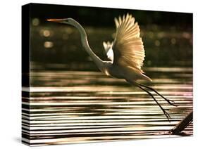 A Heron Takes Flight Over the Guanabara Bay in Rio De Janeiro, Brazil-null-Stretched Canvas