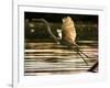 A Heron Takes Flight Over the Guanabara Bay in Rio De Janeiro, Brazil-null-Framed Photographic Print