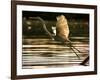 A Heron Takes Flight Over the Guanabara Bay in Rio De Janeiro, Brazil-null-Framed Photographic Print