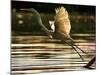 A Heron Takes Flight Over the Guanabara Bay in Rio De Janeiro, Brazil-null-Mounted Photographic Print