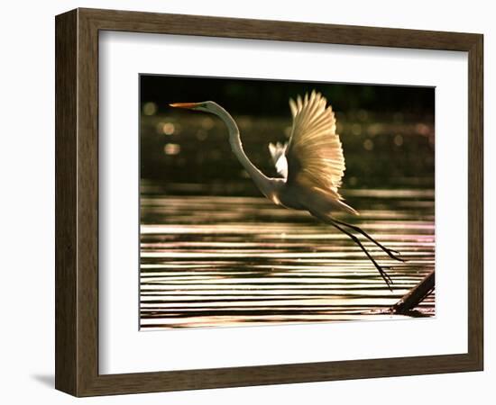 A Heron Takes Flight Over the Guanabara Bay in Rio De Janeiro, Brazil-null-Framed Photographic Print