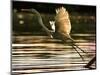A Heron Takes Flight Over the Guanabara Bay in Rio De Janeiro, Brazil-null-Mounted Photographic Print