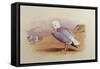 A Herring Gull on a Beach with the Bass Rock Beyond-Archibald Thorburn-Framed Stretched Canvas