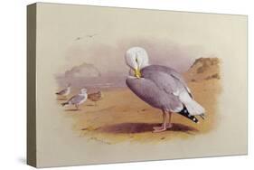 A Herring Gull on a Beach with the Bass Rock Beyond-Archibald Thorburn-Stretched Canvas