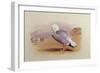 A Herring Gull on a Beach with the Bass Rock Beyond-Archibald Thorburn-Framed Giclee Print