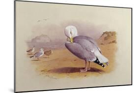 A Herring Gull on a Beach with the Bass Rock Beyond-Archibald Thorburn-Mounted Giclee Print