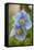 A Himalayan Blue Poppy-null-Framed Stretched Canvas