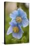 A Himalayan Blue Poppy-null-Stretched Canvas