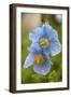 A Himalayan Blue Poppy-null-Framed Photographic Print