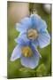 A Himalayan Blue Poppy-null-Mounted Photographic Print