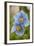 A Himalayan Blue Poppy-null-Framed Photographic Print