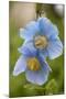 A Himalayan Blue Poppy-null-Mounted Photographic Print
